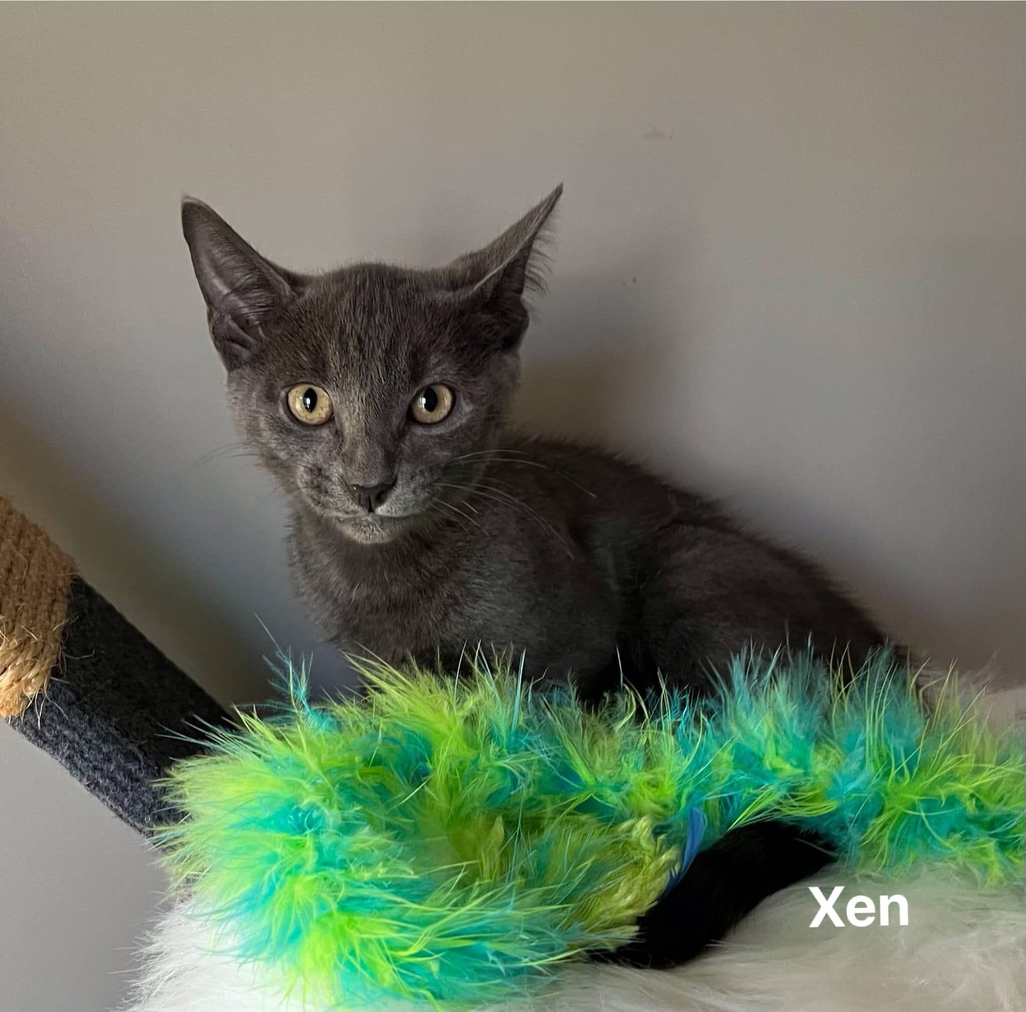 Xen Xen